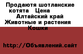 Продаютя шотланские котята › Цена ­ 1 100 - Алтайский край Животные и растения » Кошки   